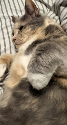 *cat picture*