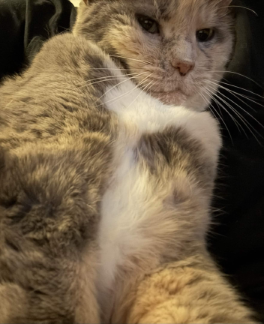 *cat picture*