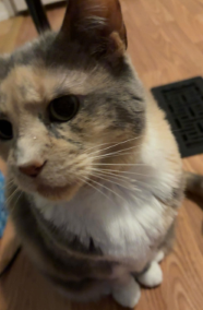 *cat picture*