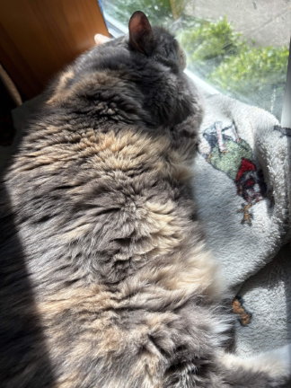 *cat picture*